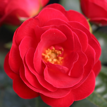 Miniature Rose Plant (Patio Roses, Polyanthus Roses, Carpet Roses)